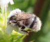 Bombus sylvarum